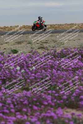 media/Jan-14-2023-SoCal Trackdays (Sat) [[497694156f]]/Turn 14 Exit Bloomig (145pm)/
